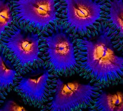 The Creators Project – Coral City