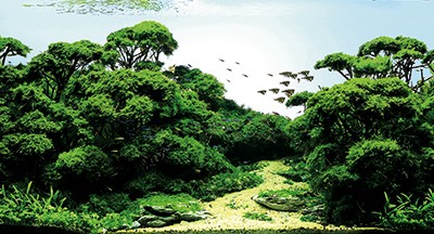 The International Aquatic Plants Layout Contest – Grand Prize Works
